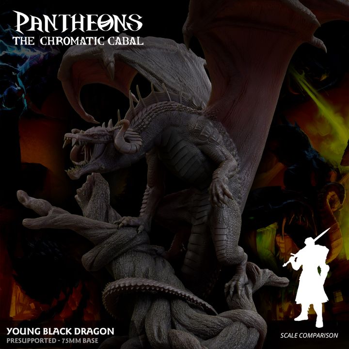Young Black Dragon
