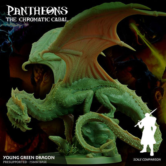 Young Green Dragon