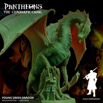 Young Green Dragon