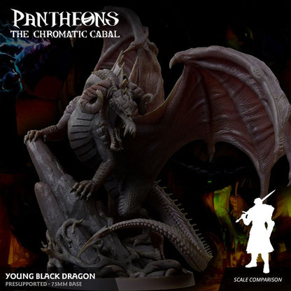 Young Black Dragon