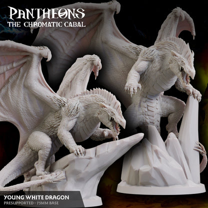 Young White Dragon