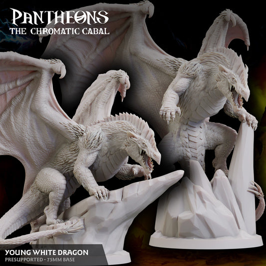 Young White Dragon