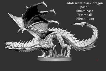 Adolescent Black Dragon