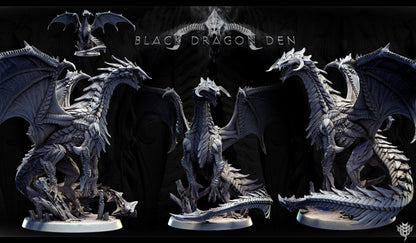 Adolescent Black Dragon