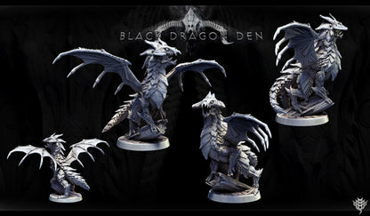 Young Black Dragon